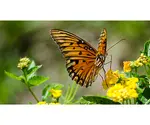 Donate to the Highway 13 Butterfly Trail today. Every little bit helps - read more here!