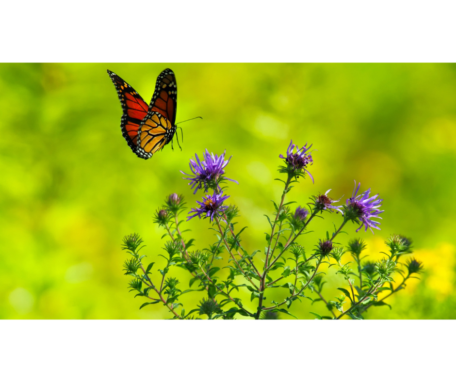 butterfly along the highway 13 butterfly trail butterfly along the highway 13 butterfly trail