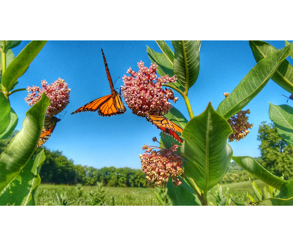 highway 13 butterfly trail highway 13 butterfly trail