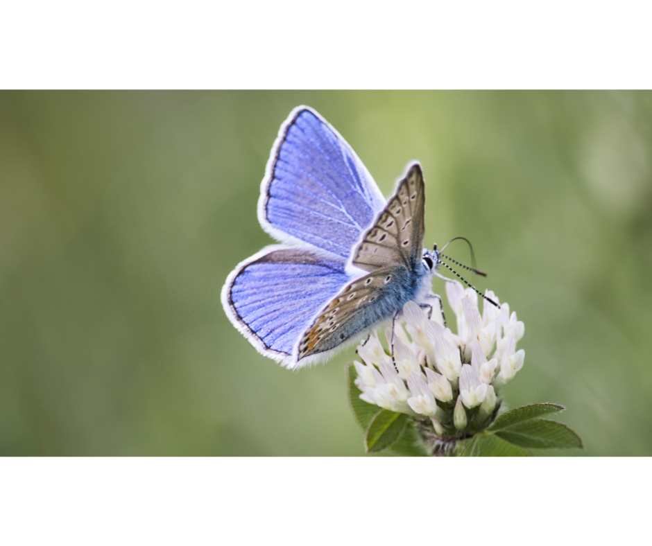 highway 13 butterfly trail highway 13 butterfly trail