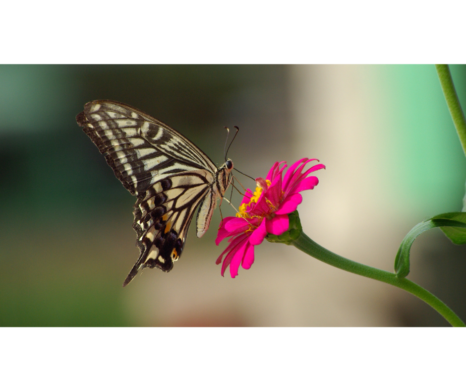 butterflies along the highway 13 butterfly trail butterflies along the highway 13 butterfly trail