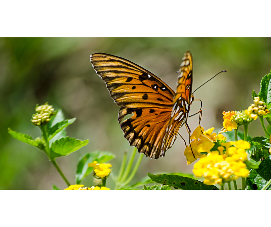 highway 13 butterfly trail highway 13 butterfly trail