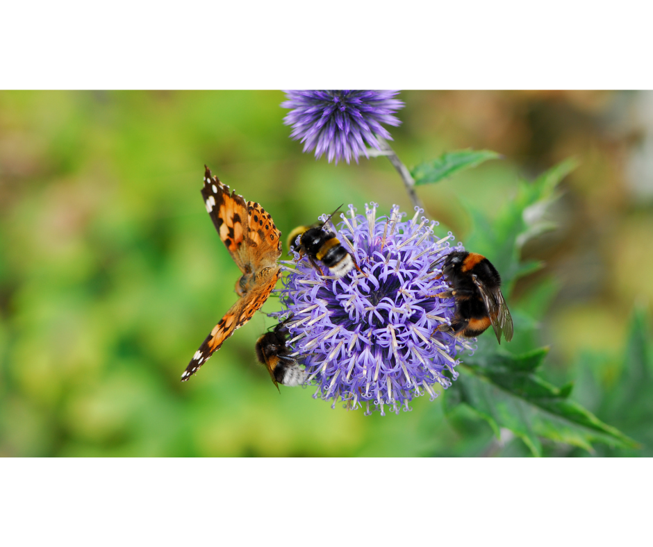 highway 13 butterfly trail highway 13 butterfly trail