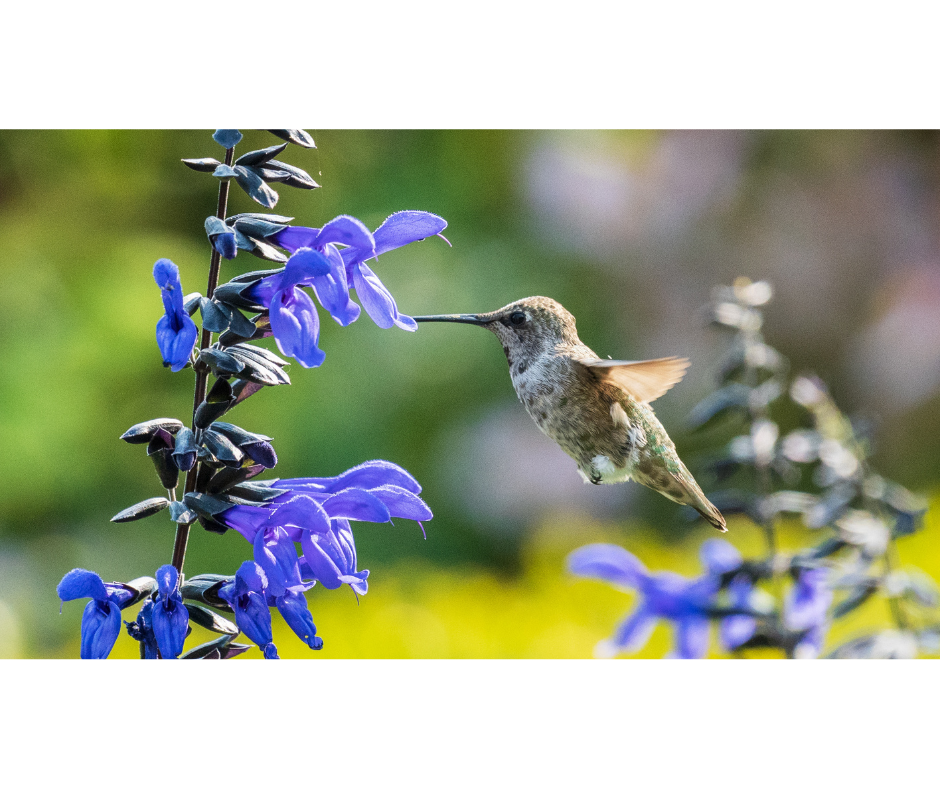 hummingbirds along the highway 13 butterfly trail hummingbirds along the highway 13 butterfly trail