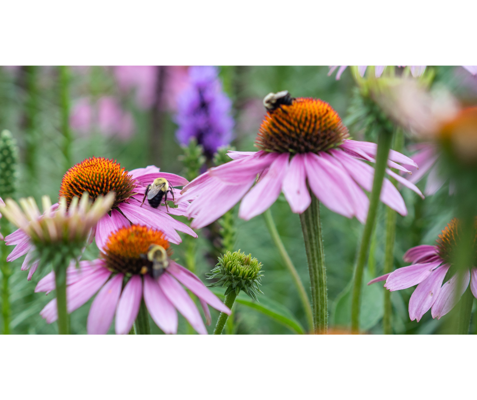 coneflowers with butterflies coneflowers with butterflies