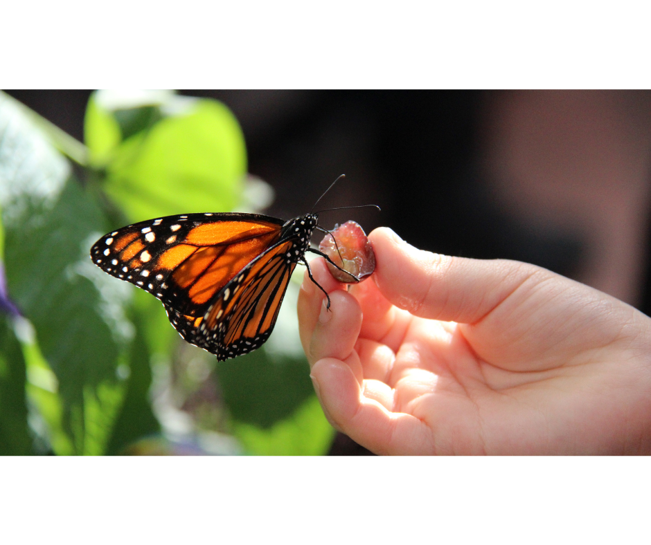 highway 13 butterfly trail hand with butterfly highway 13 butterfly trail hand with butterfly