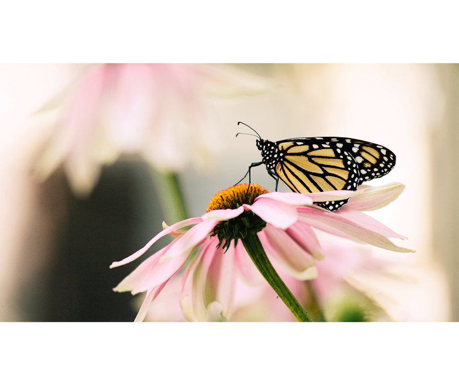 highway 13 butterfly trail