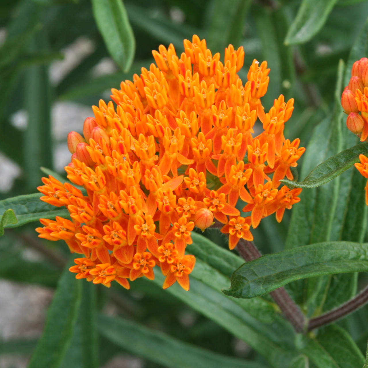 pollinator flowers pollinator flowers