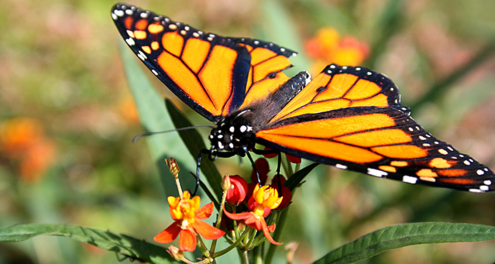 butterfly butterfly